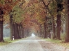 Alleestrasse in der Altmark