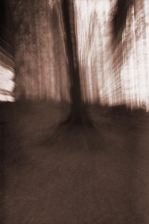 Der Wald auf Hartkopsbever