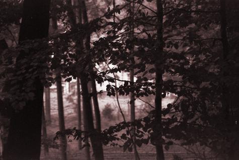Der Wald auf Hartkopsbever