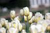 Die Magie des Lebens: Pflanzenwelt