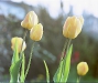 tulpen