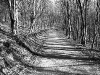 wald