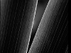Palme_525