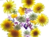 fruehlingsblumen