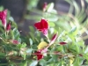 rote_bluete